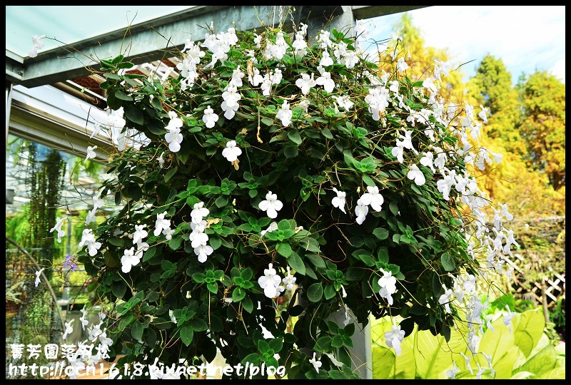 【彰化景點】美麗落羽松就在田尾菁芳園‧欣賞美景免出國 @假日農夫愛趴趴照