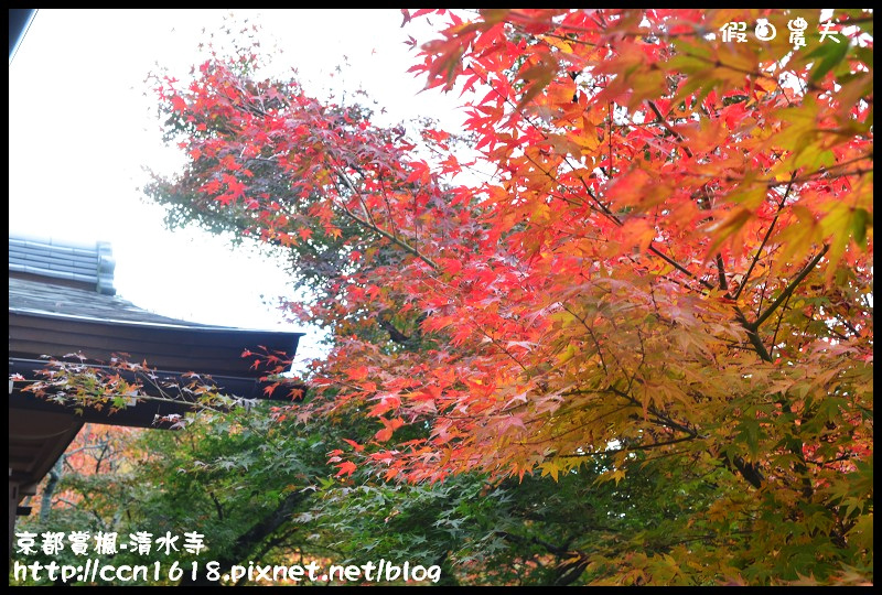 【日本旅遊】京都大阪賞楓自由行‧清水寺‧楓起雲湧 @假日農夫愛趴趴照