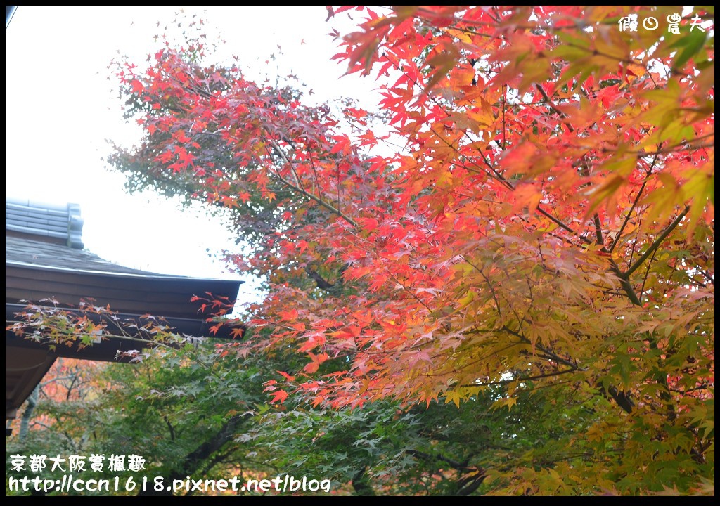 【日本旅遊】京都大阪賞楓自由行‧行程規劃篇/東福寺/清水寺/永觀堂/嵐山/常寂光寺/金龍寺/楓葉/紅葉名所 @假日農夫愛趴趴照