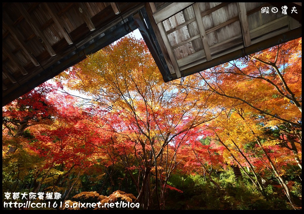 【日本旅遊】京都大阪賞楓自由行‧行程規劃篇/東福寺/清水寺/永觀堂/嵐山/常寂光寺/金龍寺/楓葉/紅葉名所 @假日農夫愛趴趴照