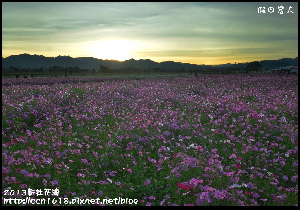 【農夫愛賞花】2013新社花海＆臺中國際花毯節 @假日農夫愛趴趴照