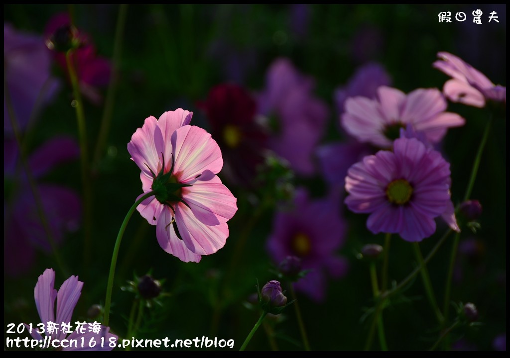 【農夫愛賞花】2013新社花海＆臺中國際花毯節 @假日農夫愛趴趴照