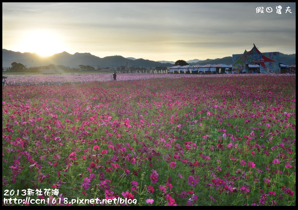 【農夫愛賞花】2013新社花海＆臺中國際花毯節 @假日農夫愛趴趴照