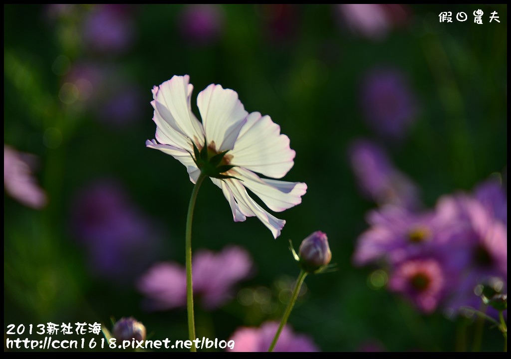 【農夫愛賞花】2013新社花海＆臺中國際花毯節 @假日農夫愛趴趴照