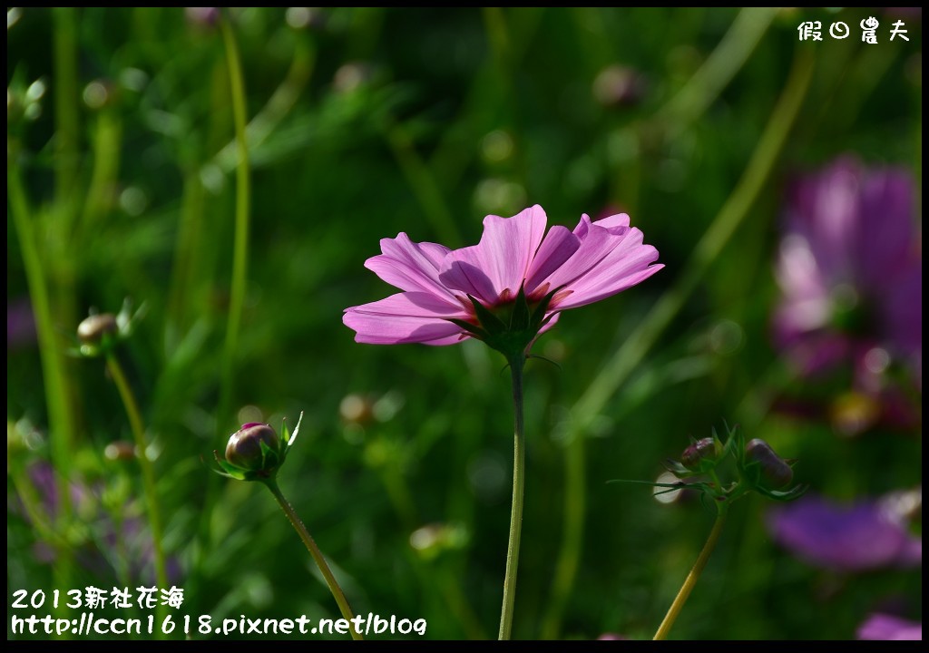 【農夫愛賞花】2013新社花海＆臺中國際花毯節 @假日農夫愛趴趴照