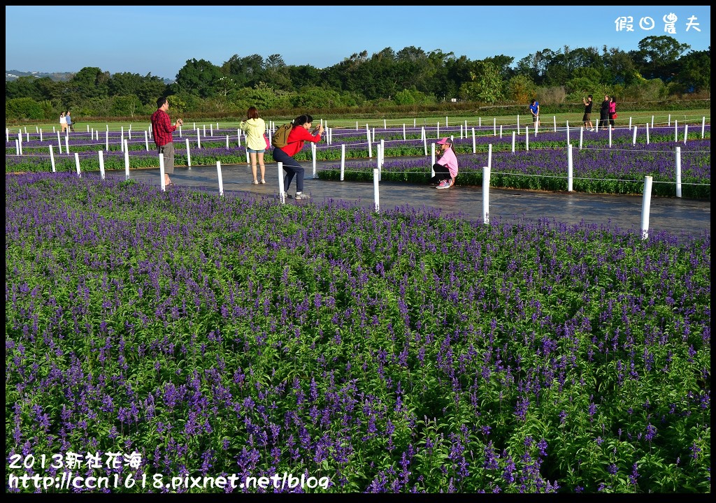 【農夫愛賞花】2013新社花海＆臺中國際花毯節 @假日農夫愛趴趴照