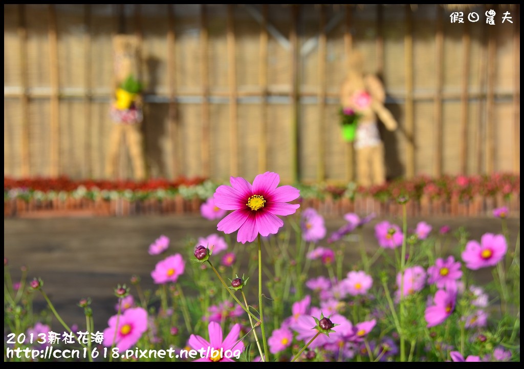 【農夫愛賞花】2013新社花海＆臺中國際花毯節 @假日農夫愛趴趴照