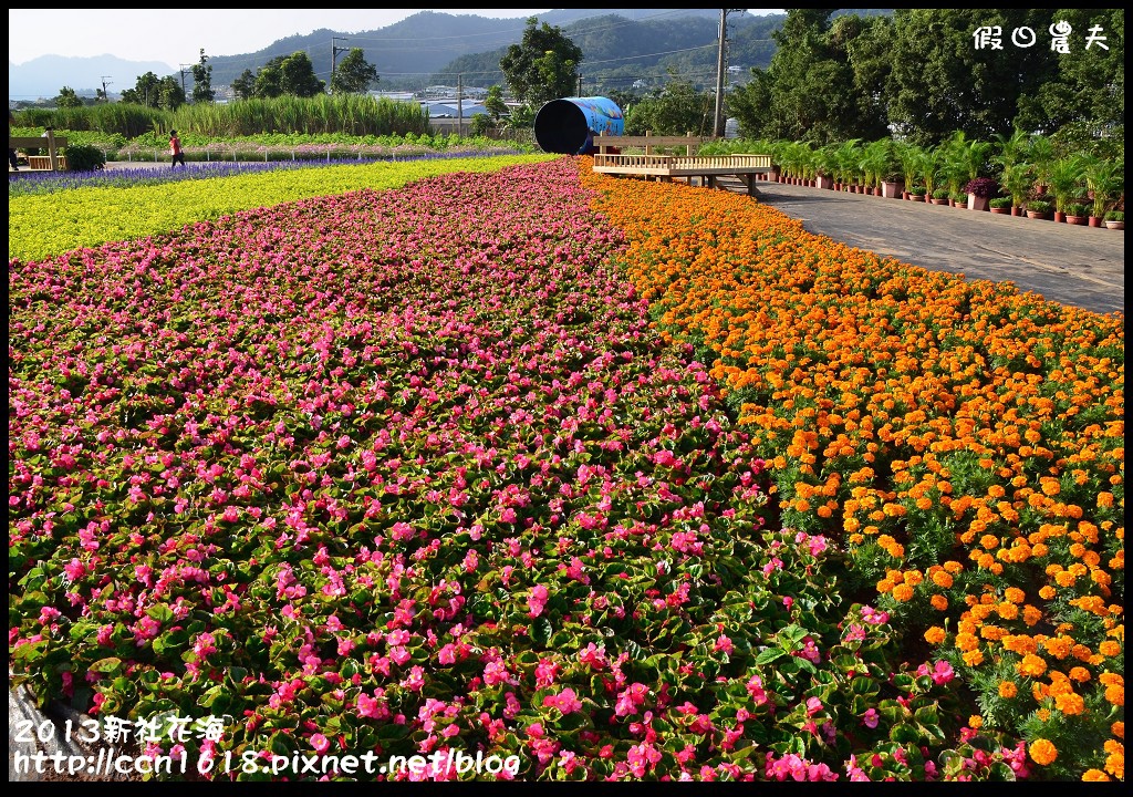 【農夫愛賞花】2013新社花海＆臺中國際花毯節 @假日農夫愛趴趴照