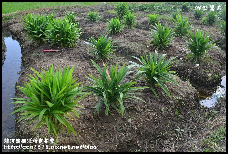 【台中美食】熱浪島南洋蔬食茶堂‧週年慶活動開跑 @假日農夫愛趴趴照