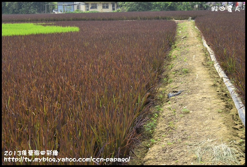 【活動快報】2013台南好米嘉年華會‧台南後壁區稻田彩繪 @假日農夫愛趴趴照