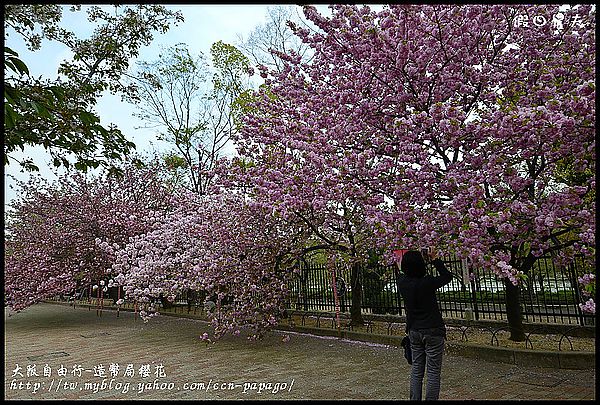 【大阪親子自由行】第一次日本自助旅遊就上手‧大阪造幣局櫻花隧道(櫻花百選) @假日農夫愛趴趴照