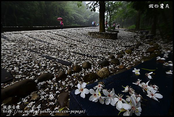 【一桐來做客】一期一會‧挑水古道 @假日農夫愛趴趴照