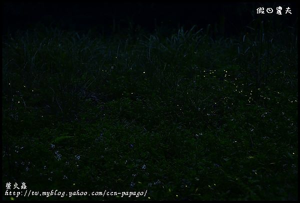 【攝影】東勢林場螢光閃閃‧春天夜晚的小精靈‧螢火蟲 @假日農夫愛趴趴照