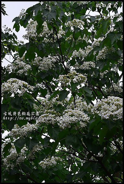 【一桐來做客】古坑桐花公園 @假日農夫愛趴趴照