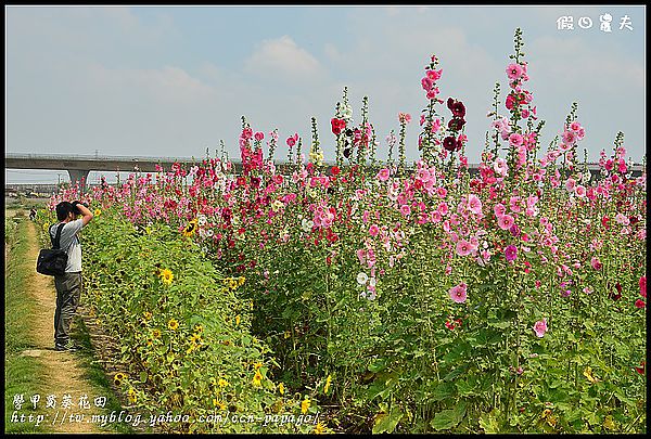 【農夫愛賞花】台南學甲蜀葵花田 @假日農夫愛趴趴照