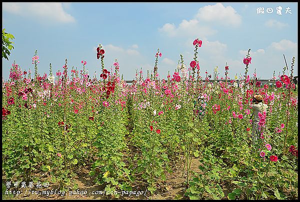 【農夫愛賞花】台南學甲蜀葵花田 @假日農夫愛趴趴照