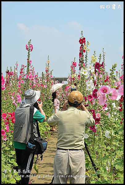 【農夫愛賞花】台南學甲蜀葵花田 @假日農夫愛趴趴照