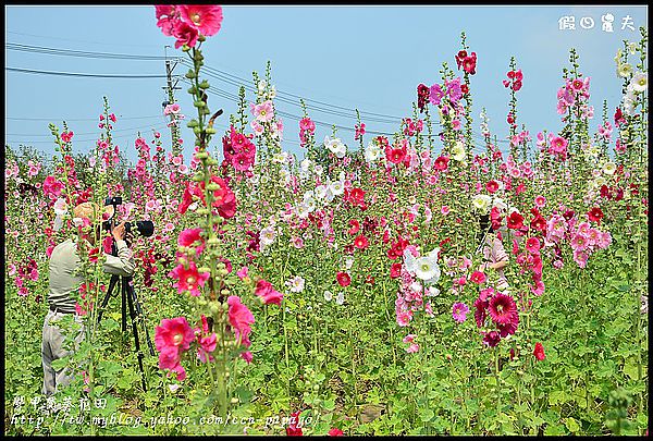 【農夫愛賞花】台南學甲蜀葵花田 @假日農夫愛趴趴照