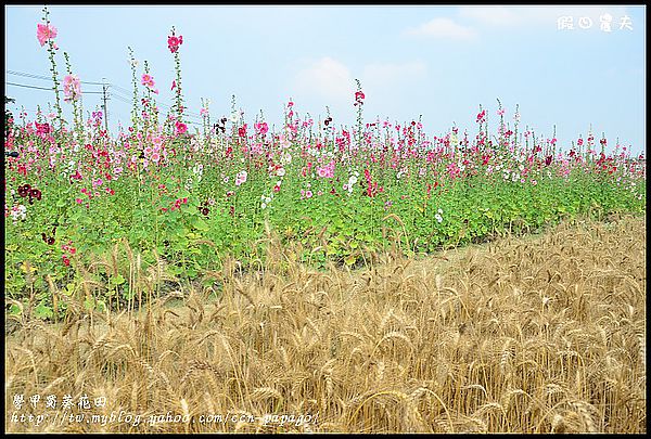 【農夫愛賞花】台南學甲蜀葵花田 @假日農夫愛趴趴照