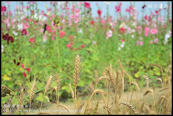 【農夫愛賞花】台南學甲蜀葵花田 @假日農夫愛趴趴照