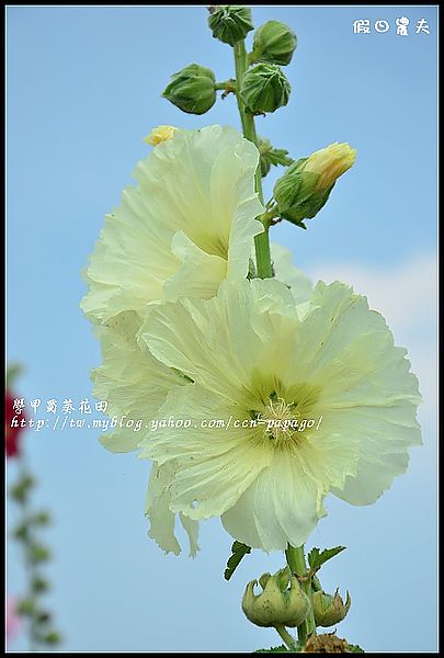 【農夫愛賞花】台南學甲蜀葵花田 @假日農夫愛趴趴照