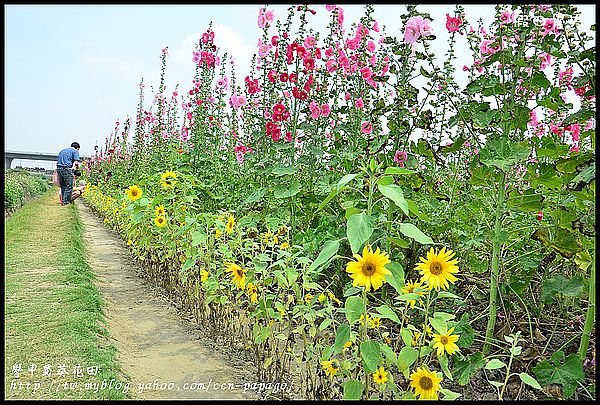 【農夫愛賞花】台南學甲蜀葵花田 @假日農夫愛趴趴照