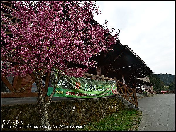 【農夫愛賞花】阿里山櫻花搶先報‧隙頂河津櫻盛開 @假日農夫愛趴趴照