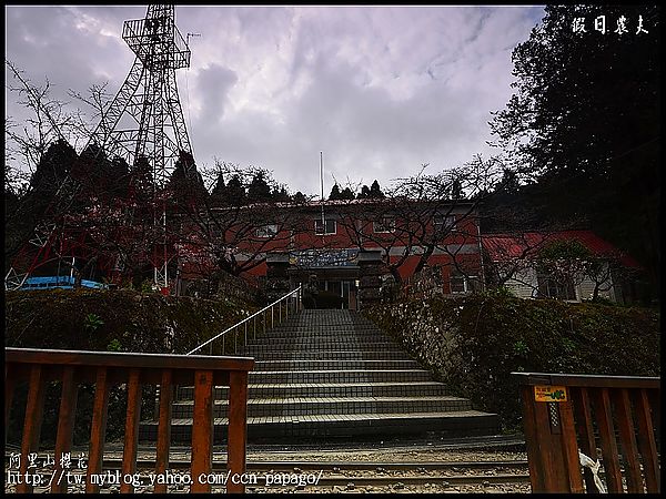 【農夫愛賞花】阿里山櫻花搶先報‧隙頂河津櫻盛開 @假日農夫愛趴趴照