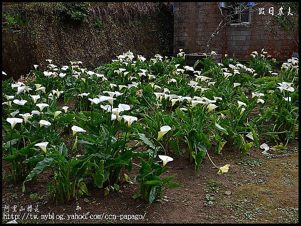 【農夫愛賞花】阿里山櫻花搶先報‧隙頂河津櫻盛開 @假日農夫愛趴趴照