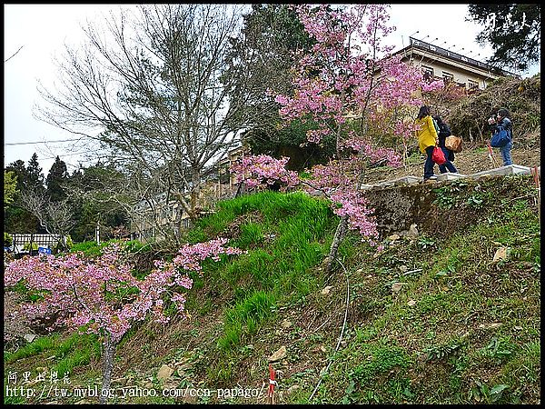 【農夫愛賞花】阿里山櫻花搶先報‧隙頂河津櫻盛開 @假日農夫愛趴趴照