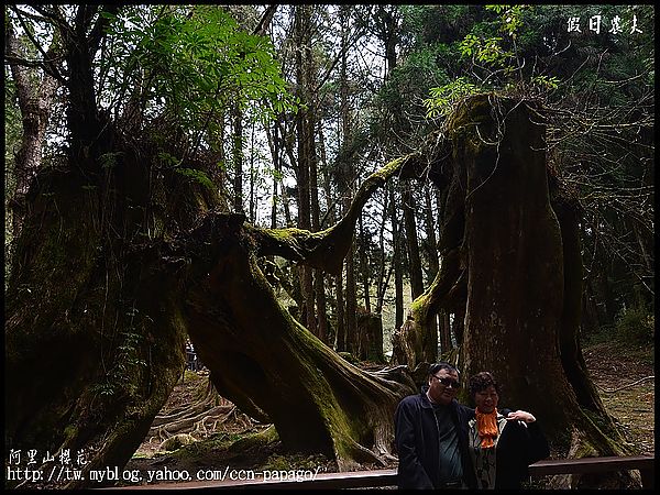 【農夫愛賞花】阿里山櫻花搶先報‧隙頂河津櫻盛開 @假日農夫愛趴趴照