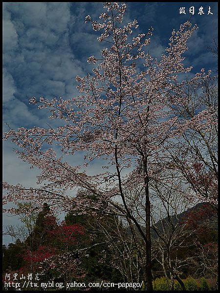 【農夫愛賞花】阿里山櫻花搶先報‧隙頂河津櫻盛開 @假日農夫愛趴趴照