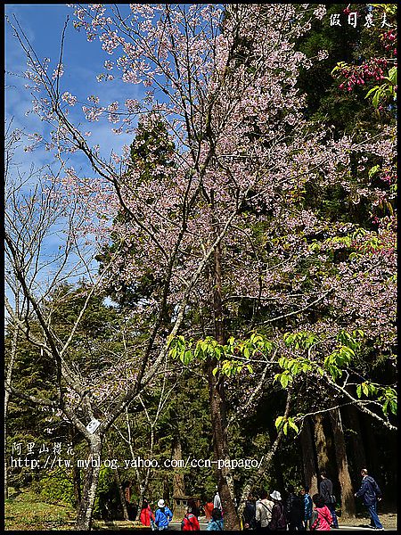 【農夫愛賞花】阿里山櫻花搶先報‧隙頂河津櫻盛開 @假日農夫愛趴趴照