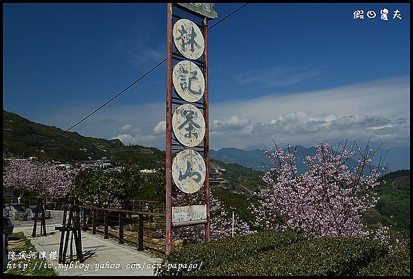 【農夫愛賞花】阿里山櫻花搶先報‧隙頂河津櫻盛開 @假日農夫愛趴趴照