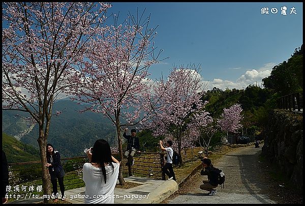 【農夫愛賞花】阿里山櫻花搶先報‧隙頂河津櫻盛開 @假日農夫愛趴趴照