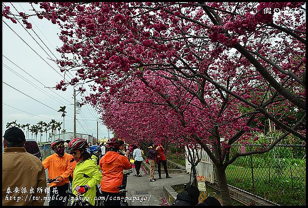 【農夫愛賞花】到派出所賞櫻‧后里泰安派出所 @假日農夫愛趴趴照