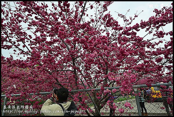 【農夫愛賞花】到派出所賞櫻‧后里泰安派出所 @假日農夫愛趴趴照