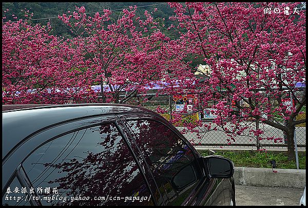 【農夫愛賞花】到派出所賞櫻‧后里泰安派出所 @假日農夫愛趴趴照