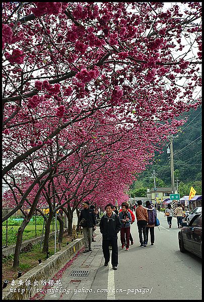 【農夫愛賞花】到派出所賞櫻‧后里泰安派出所 @假日農夫愛趴趴照