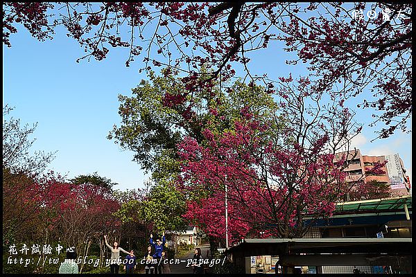 【台北景點】花卉試驗中心賞櫻花‧竹子湖賞海芋 @假日農夫愛趴趴照