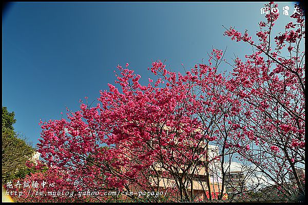 【台北景點】花卉試驗中心賞櫻花‧竹子湖賞海芋 @假日農夫愛趴趴照