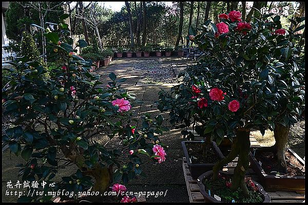 【台北景點】花卉試驗中心賞櫻花‧竹子湖賞海芋 @假日農夫愛趴趴照