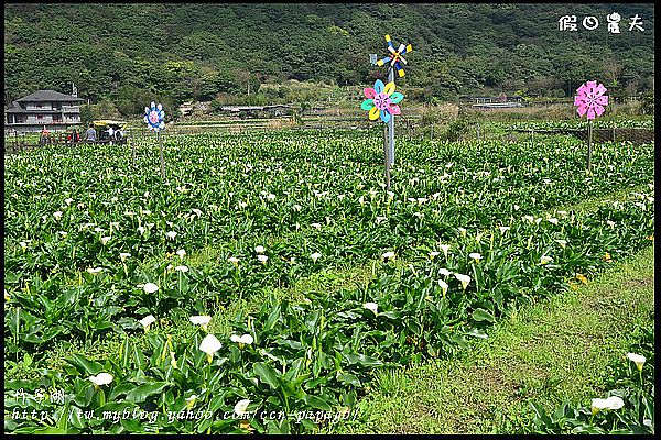 【台北景點】花卉試驗中心賞櫻花‧竹子湖賞海芋 @假日農夫愛趴趴照