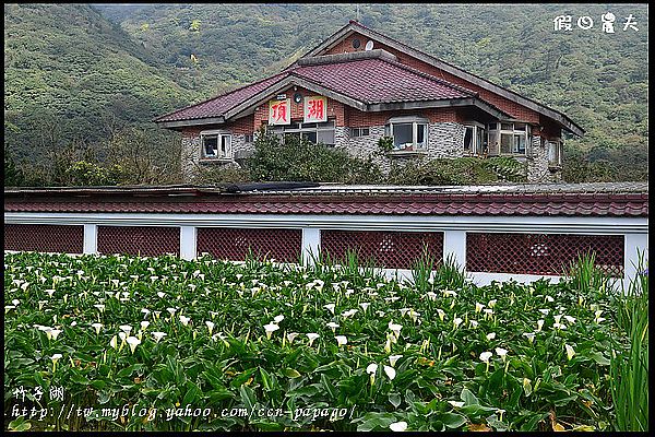 【台北景點】花卉試驗中心賞櫻花‧竹子湖賞海芋 @假日農夫愛趴趴照