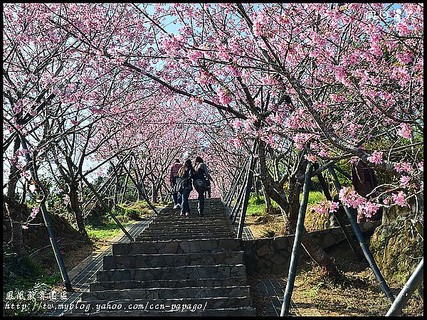 【農夫愛賞花】櫻花隧道‧台大實驗林鳳凰自然教育園區 @假日農夫愛趴趴照