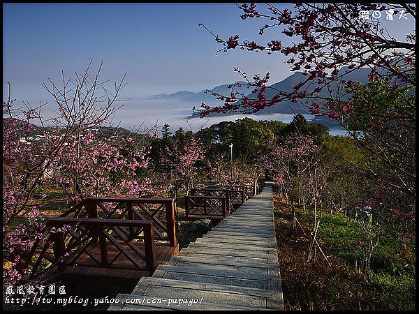 【農夫愛賞花】櫻花隧道‧台大實驗林鳳凰自然教育園區 @假日農夫愛趴趴照