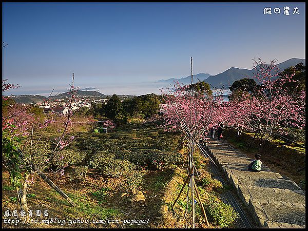 【農夫愛賞花】櫻花隧道‧台大實驗林鳳凰自然教育園區 @假日農夫愛趴趴照