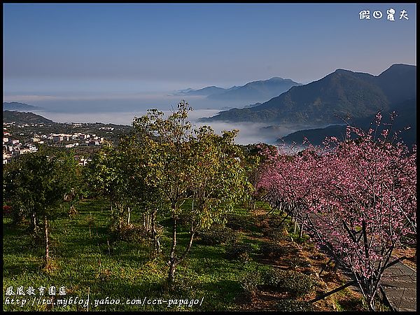 【農夫愛賞花】櫻花隧道‧台大實驗林鳳凰自然教育園區 @假日農夫愛趴趴照