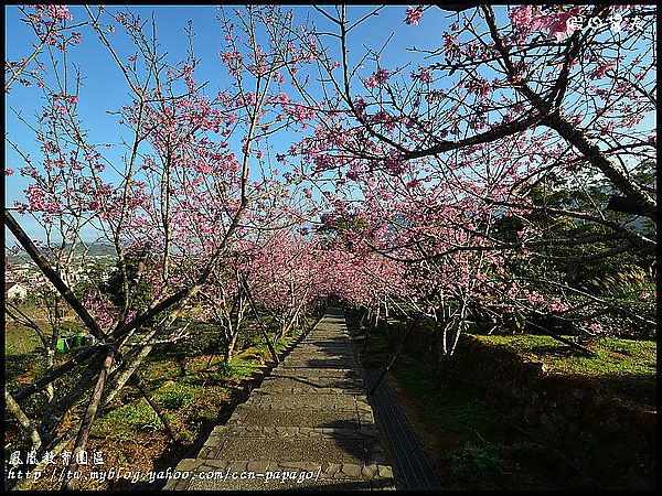 【農夫愛賞花】櫻花隧道‧台大實驗林鳳凰自然教育園區 @假日農夫愛趴趴照