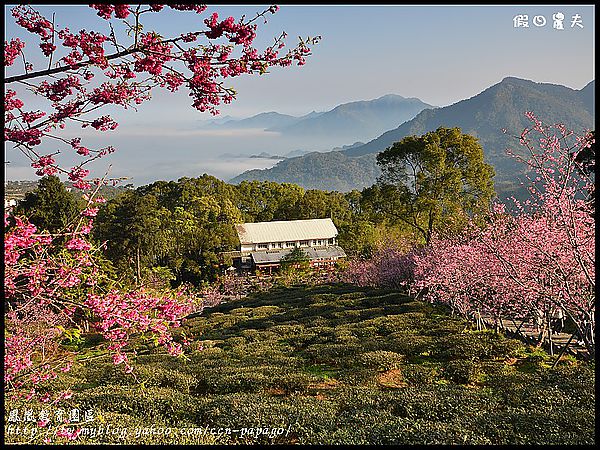 【農夫愛賞花】櫻花隧道‧台大實驗林鳳凰自然教育園區 @假日農夫愛趴趴照